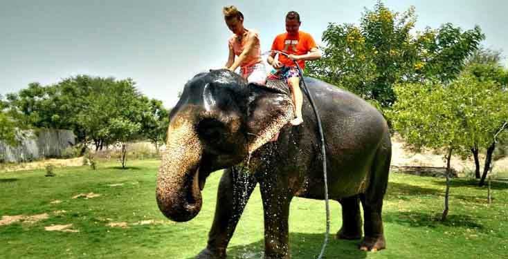 Elephantastic Jaipur