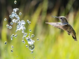 Google's Hummingbird Update