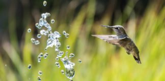 Google’s Hummingbird Update Google's Hummingbird Update