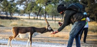 Tal Chappar Blackbuck Sanctuary Tal Chappar wildlife sanctuary in Rajasthan